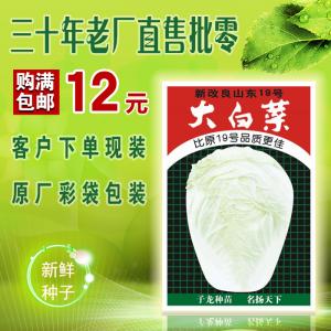 新改良山東19號(hào)大白菜
