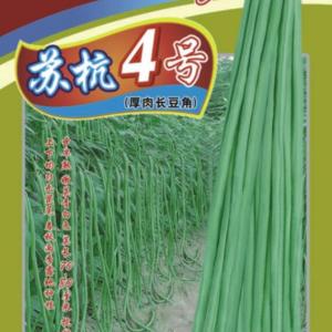 蘇杭4號(hào)厚肉長(zhǎng)豆角
